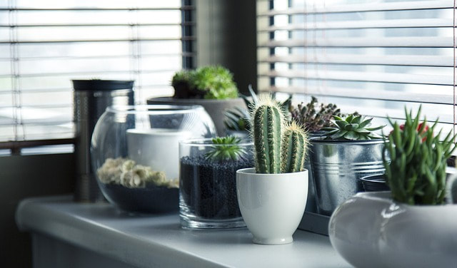 Succulents, cactus, and potted plants